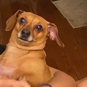 Meet your Posher, Pema